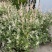 彩叶杞柳盆栽彩叶柳妃庭院花镜造景多年生灌木植物色彩艳丽