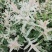 彩叶杞柳盆栽彩叶柳妃庭院花镜造景多年生灌木植物色彩艳丽