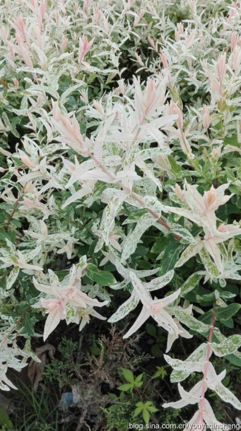 彩叶杞柳盆栽彩叶柳妃庭院花镜造景多年生灌木植物色彩艳丽