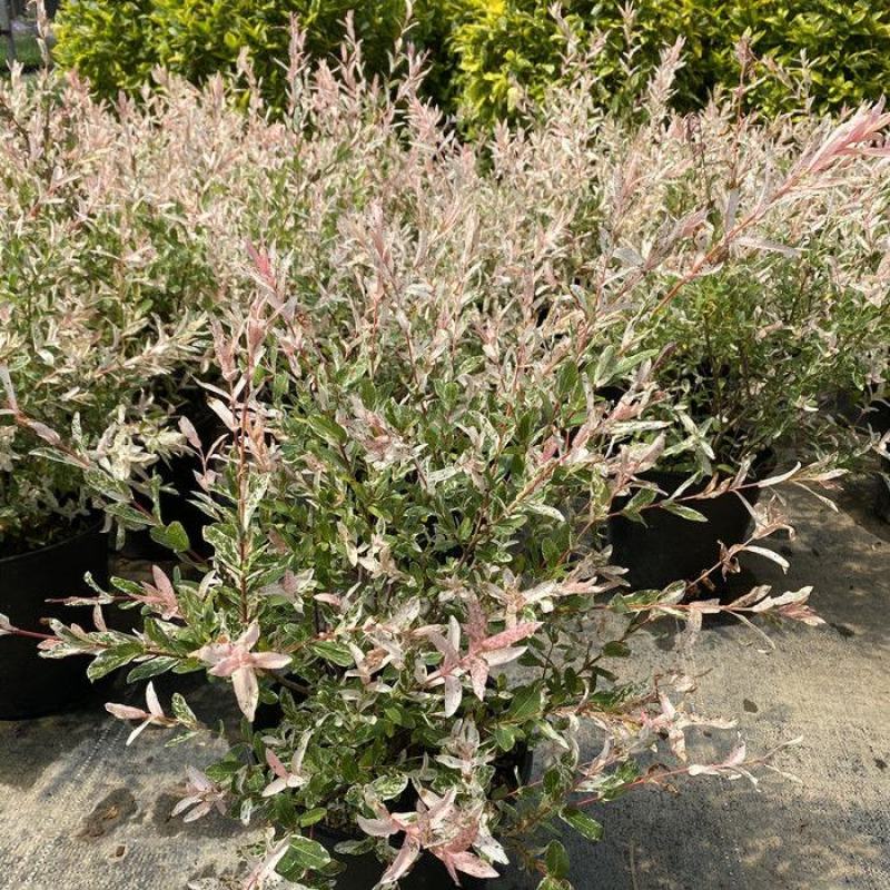 彩叶杞柳盆栽彩叶柳妃庭院花镜造景多年生灌木植物色彩艳丽