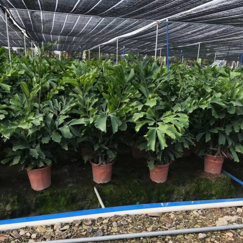 鱼尾葵盆栽大型室内好养绿植办公室客厅卧室四季常青净空气