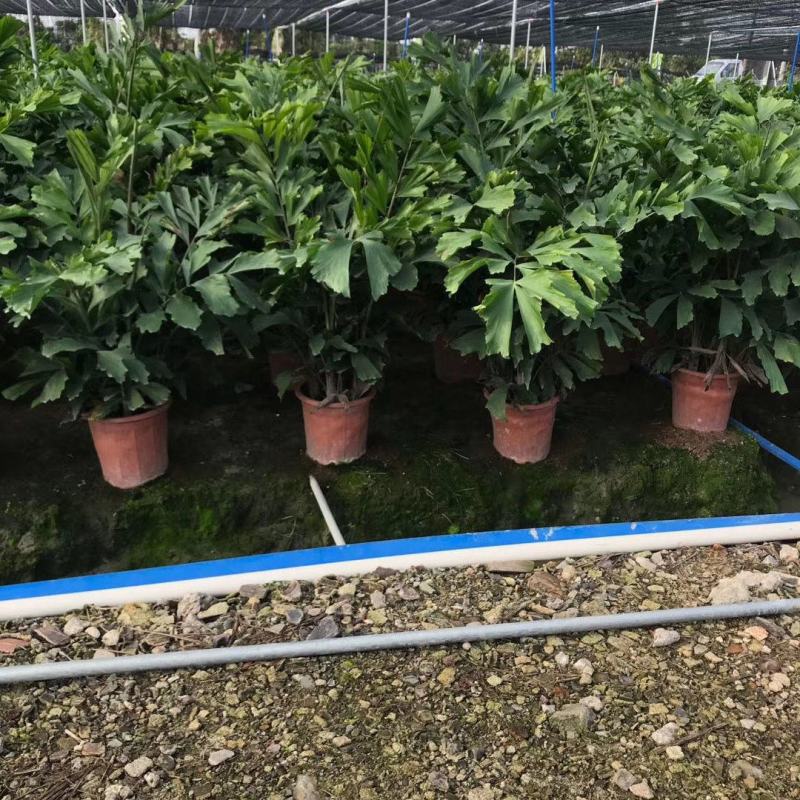 鱼尾葵盆栽大型室内好养绿植办公室客厅卧室四季常青净空气