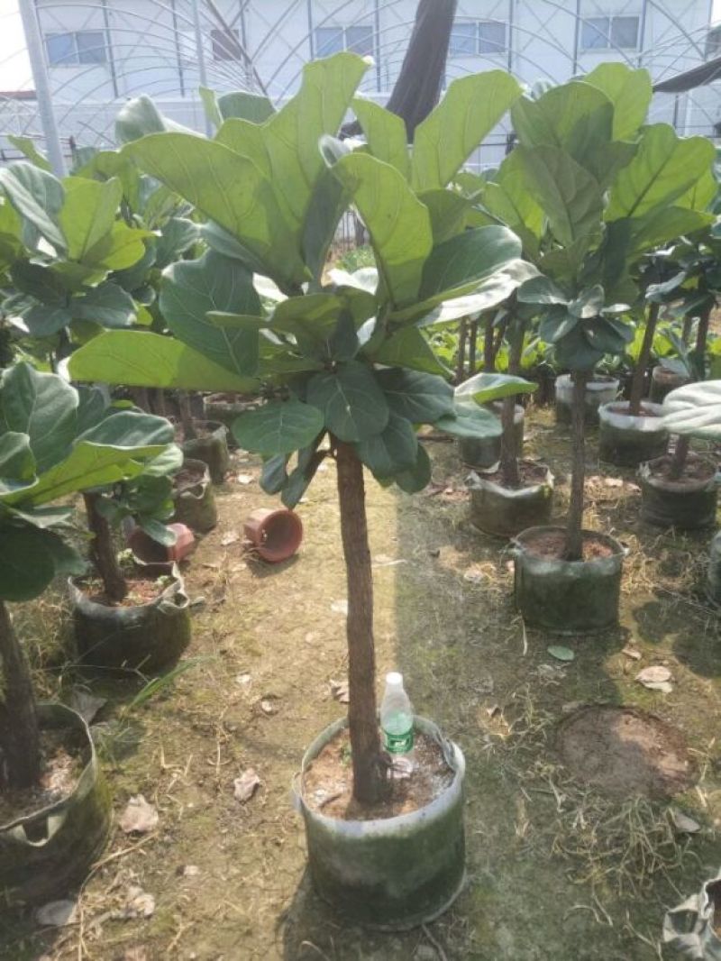 绿植绿色小盆栽琴叶榕美观净化空气室内摆设绿色创艺盆栽