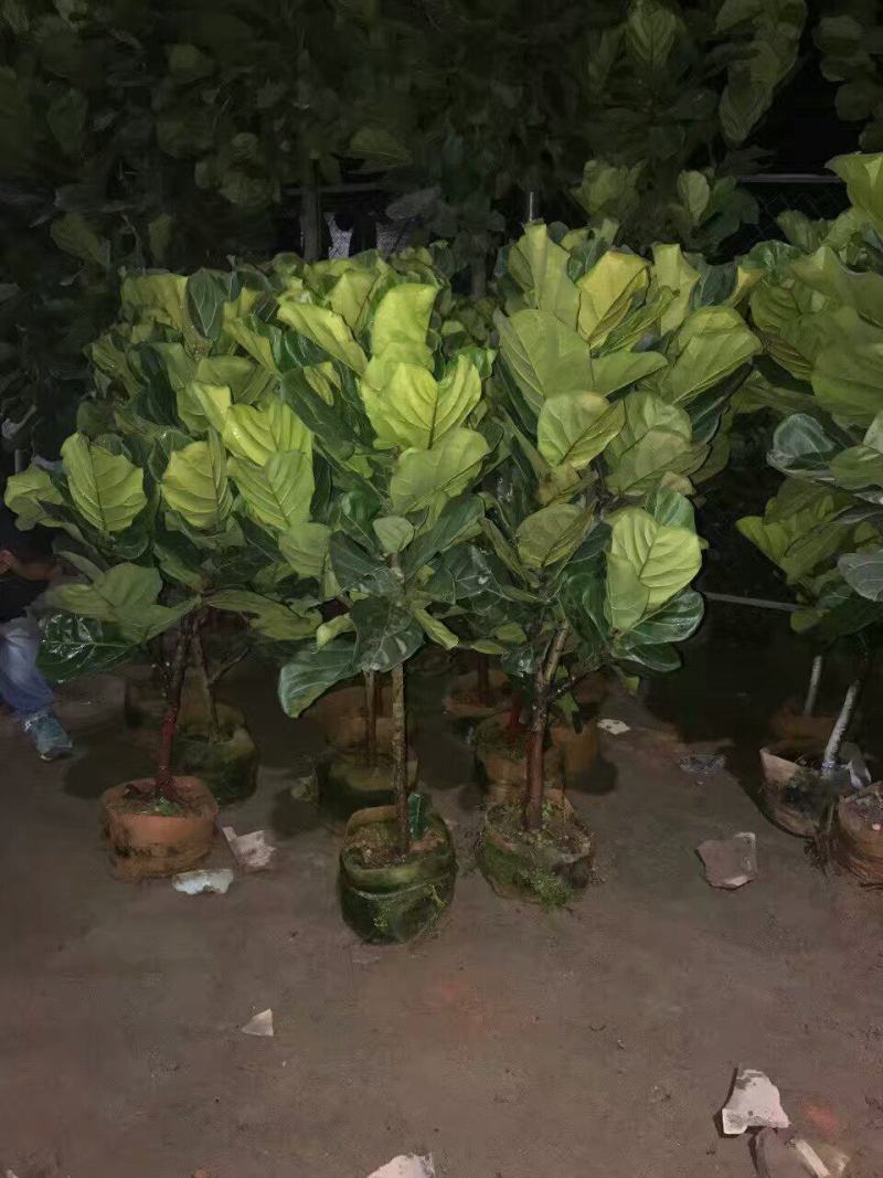 绿植绿色小盆栽琴叶榕美观净化空气室内摆设绿色创艺盆栽