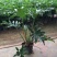 春羽盆栽春雨龙鳞室内办公室客厅书房大型观叶绿植净化空气