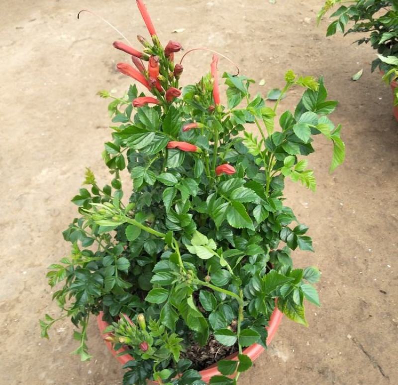 凌霄花苗盆栽爬藤植物攀援树桩炮仗花不爬藤凌霄庭院阳台