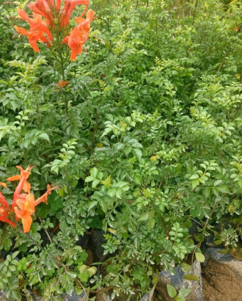 凌霄花苗盆栽爬藤植物攀援树桩炮仗花不爬藤凌霄庭院阳台