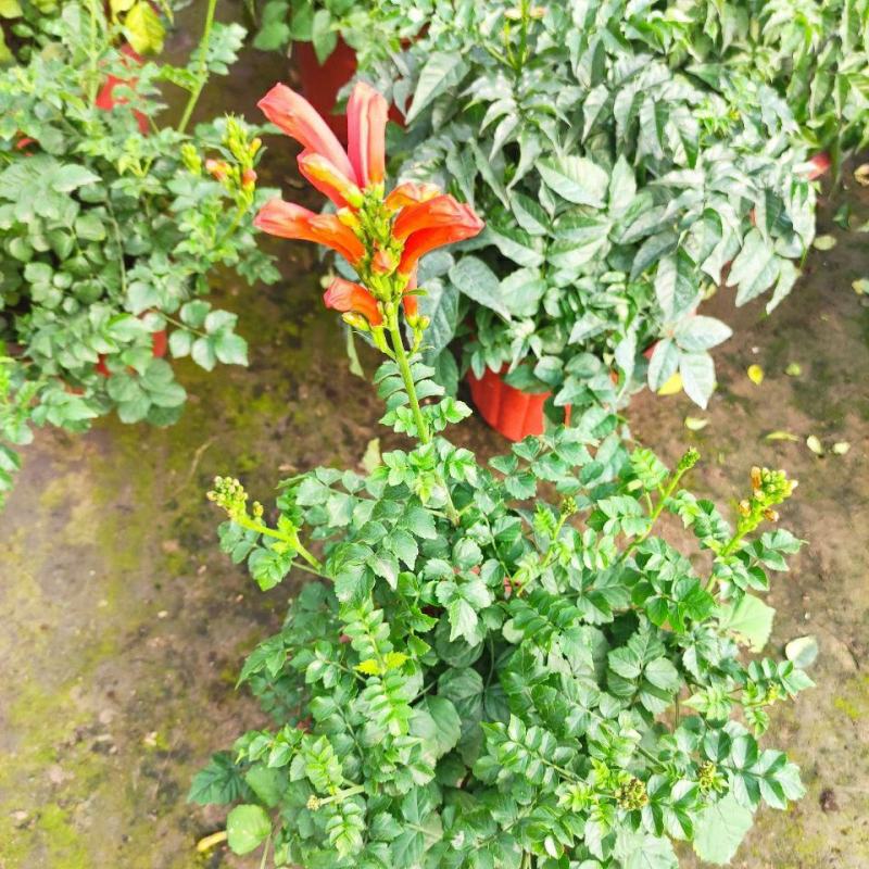 凌霄花苗盆栽爬藤植物攀援树桩炮仗花不爬藤凌霄庭院阳台