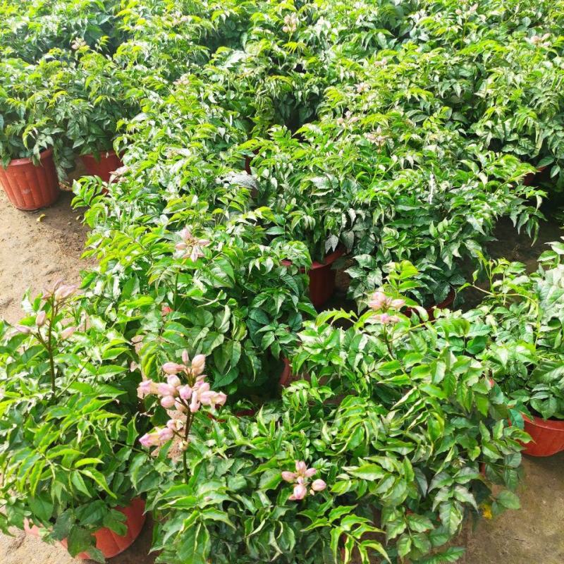 凌霄花苗盆栽爬藤植物攀援树桩炮仗花不爬藤凌霄庭院阳台