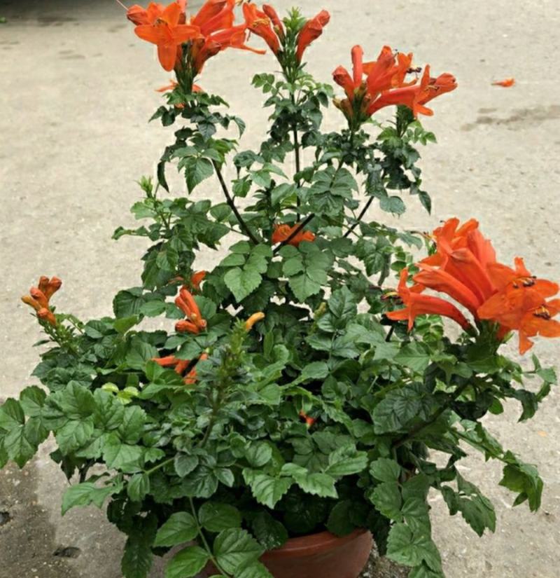 凌霄花苗盆栽爬藤植物攀援树桩炮仗花不爬藤凌霄庭院阳台