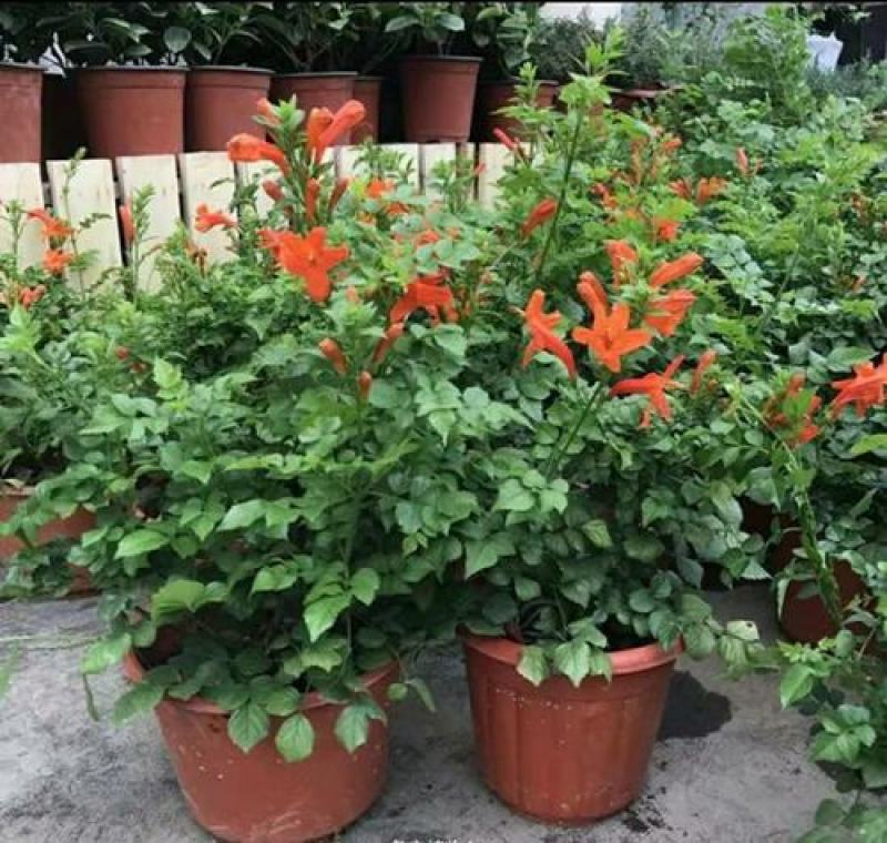 凌霄花苗盆栽爬藤植物攀援树桩炮仗花不爬藤凌霄庭院阳台