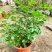 凌霄花苗盆栽爬藤植物攀援树桩炮仗花不爬藤凌霄庭院阳台