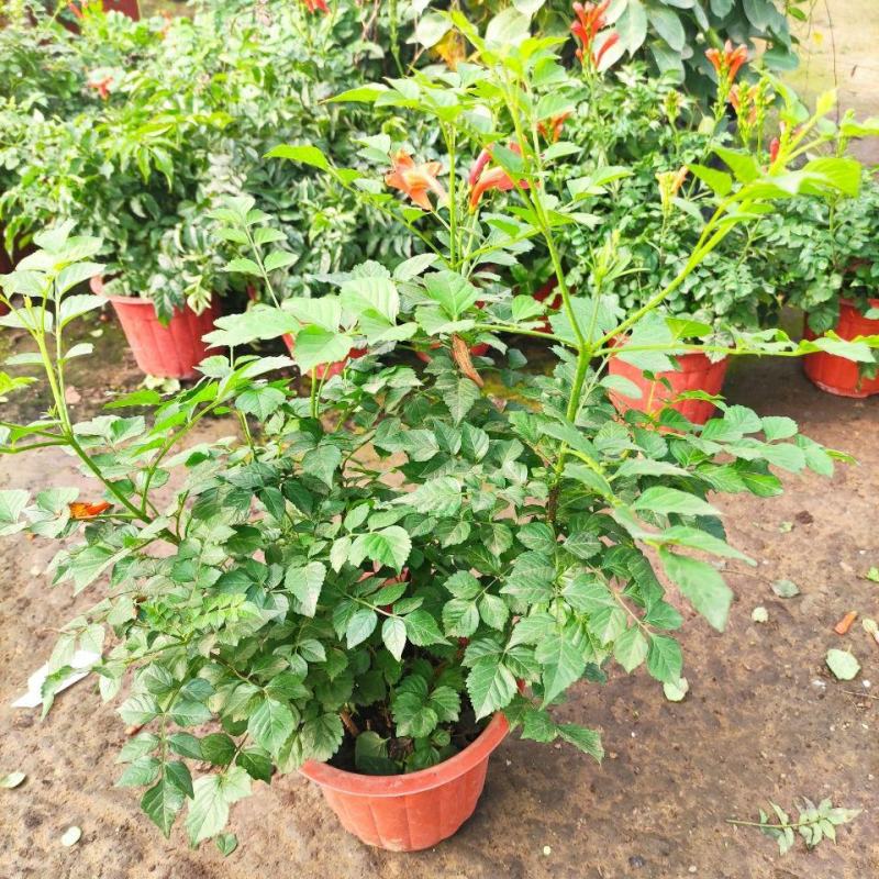凌霄花苗盆栽爬藤植物攀援树桩炮仗花不爬藤凌霄庭院阳台