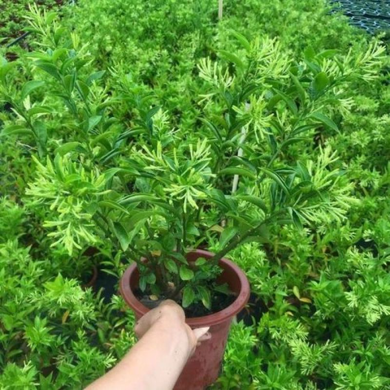 夜来香花苗盆栽夜来香树苗花卉植物室内驱蚊花苗阳台种植