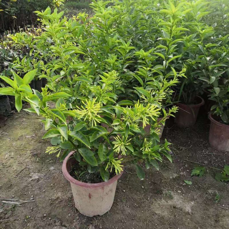 夜来香花苗盆栽夜来香树苗花卉植物室内驱蚊花苗阳台种植