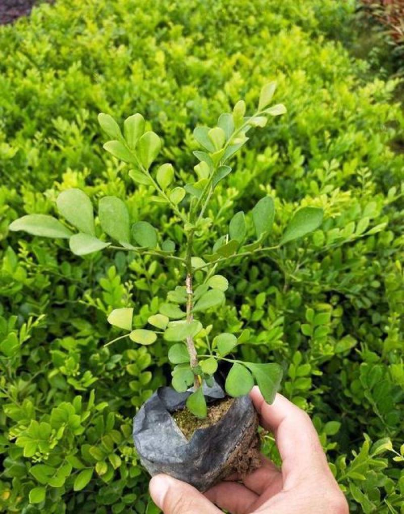 九里香盆栽盆景浓香四季植物九里香室内好养净化空气驱蚊绿植