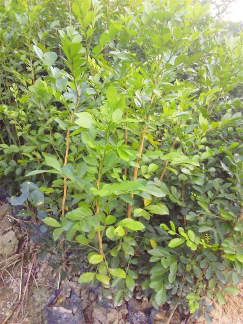 九里香盆栽盆景浓香四季植物九里香室内好养净化空气驱蚊绿植