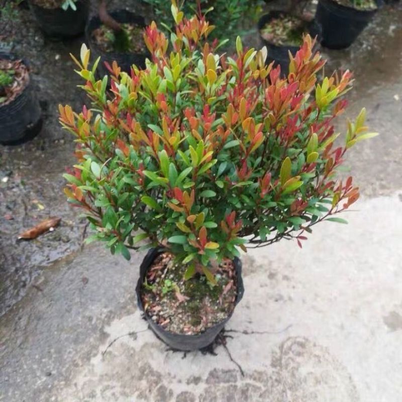 小叶赤楠盆景四季常青绿植办公室阳台小植物客厅盆栽植物