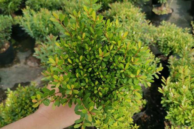小叶赤楠盆景四季常青绿植办公室阳台小植物客厅盆栽植物