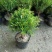 小叶赤楠盆景四季常青绿植办公室阳台小植物客厅盆栽植物