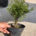 小叶赤楠盆景四季常青绿植办公室阳台小植物客厅盆栽植物