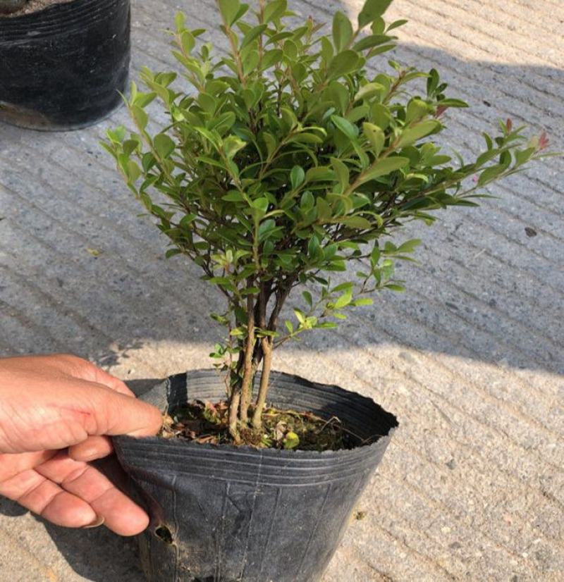 小叶赤楠盆景四季常青绿植办公室阳台小植物客厅盆栽植物