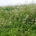 缬草根宽叶缬草油根白花缬草油根满山香根供应基地大货批发