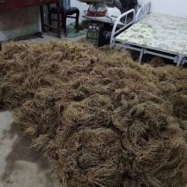 缬草根宽叶缬草油根白花缬草油根满山香根供应基地大货批发