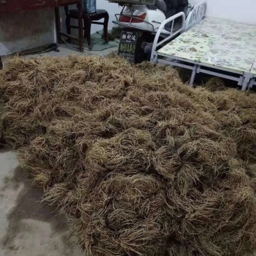 缬草根宽叶缬草油根白花缬草油根满山香根供应基地大货批发