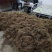 缬草根宽叶缬草油根白花缬草油根满山香根供应基地大货批发