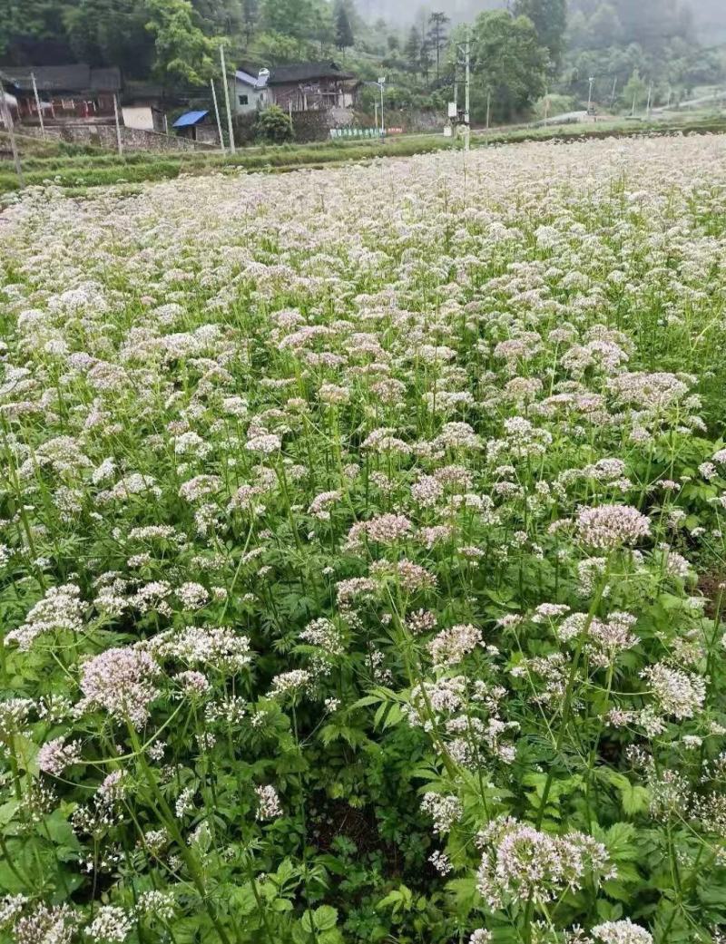 缬草根宽叶缬草油根白花缬草油根满山香根供应基地大货批发
