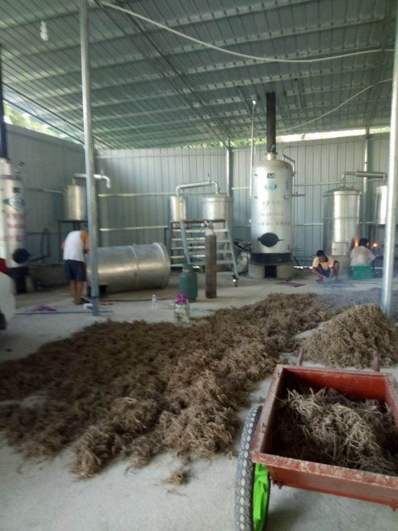 缬草根宽叶缬草油根白花缬草油根满山香根供应基地大货批发