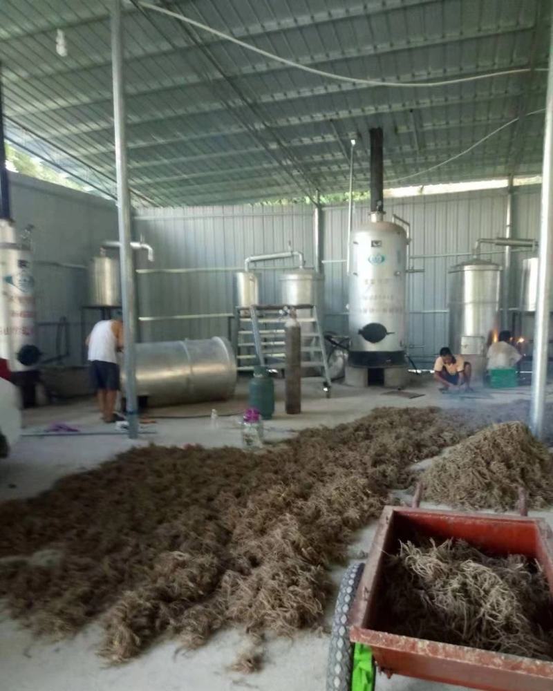 缬草根宽叶缬草油根白花缬草油根满山香根供应基地大货批发