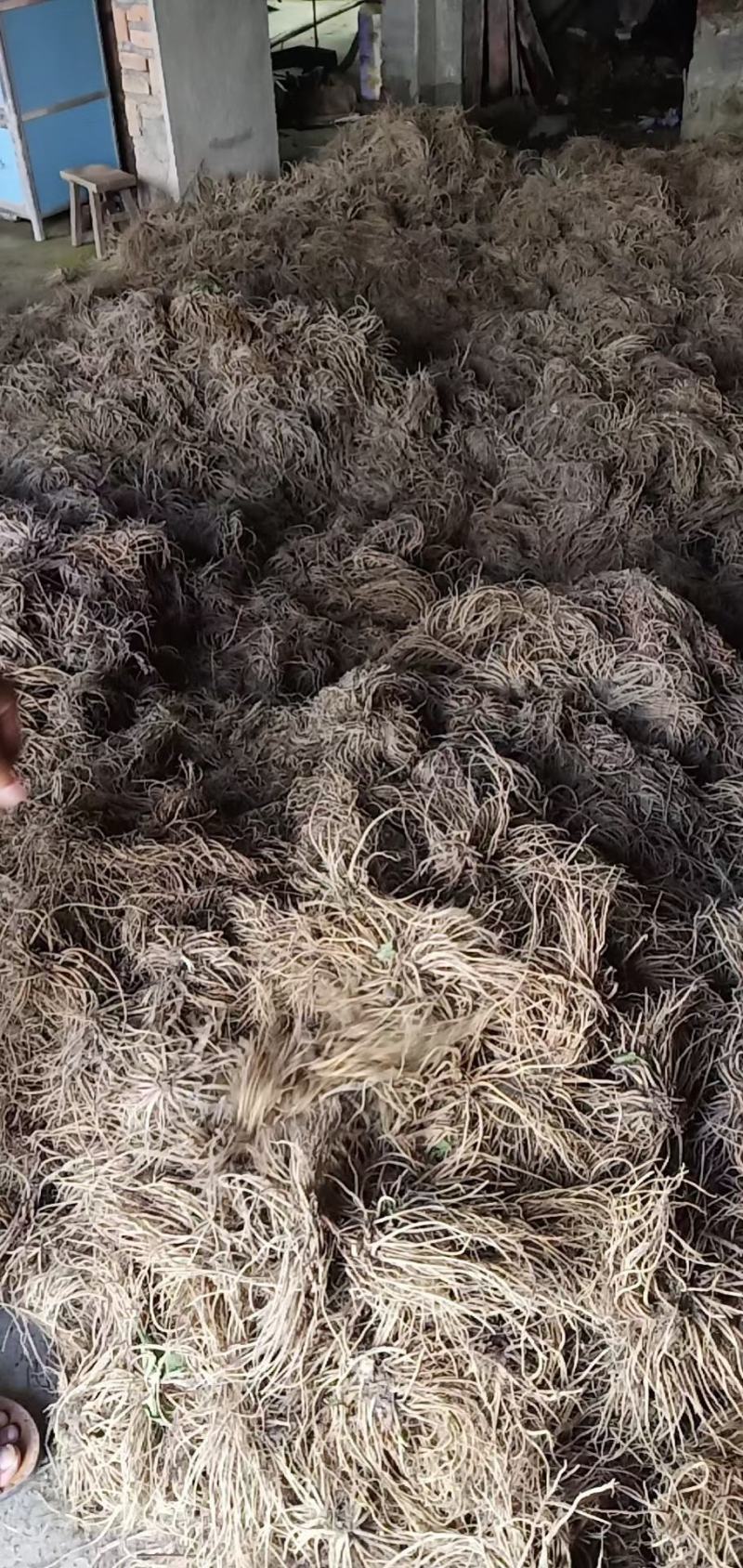 缬草根宽叶缬草油根白花缬草油根满山香根供应基地大货批发