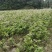 缬草油满山香油供应缬草精油库存量大够你卖几年的缬草精油