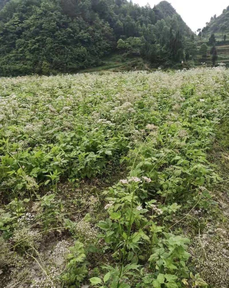 缬草油满山香油供应缬草精油库存量大够你卖几年的缬草精油