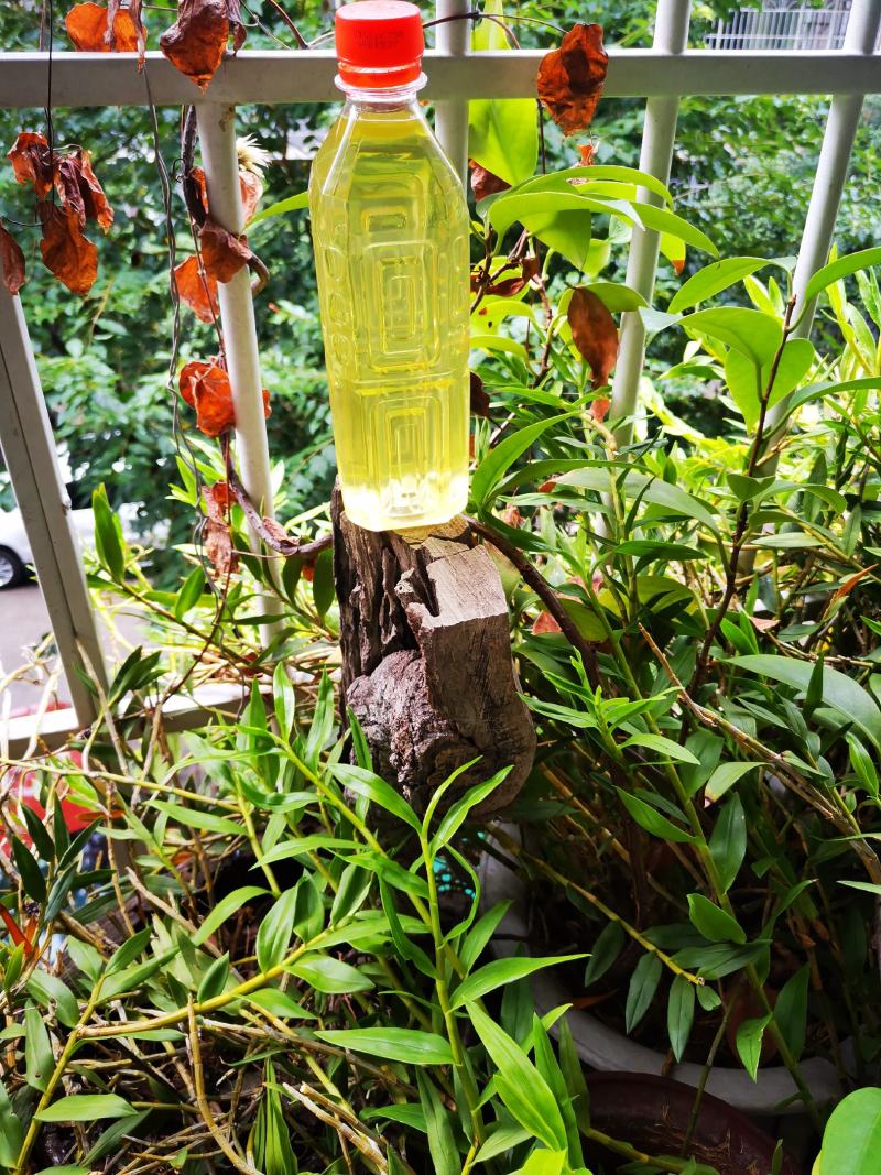 缬草油满山香油供应缬草精油库存量大够你卖几年的缬草精油