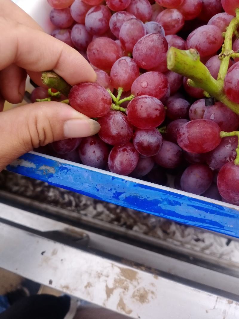 七月中旬到十月上旬陆地葡萄，各种品种，满足供应