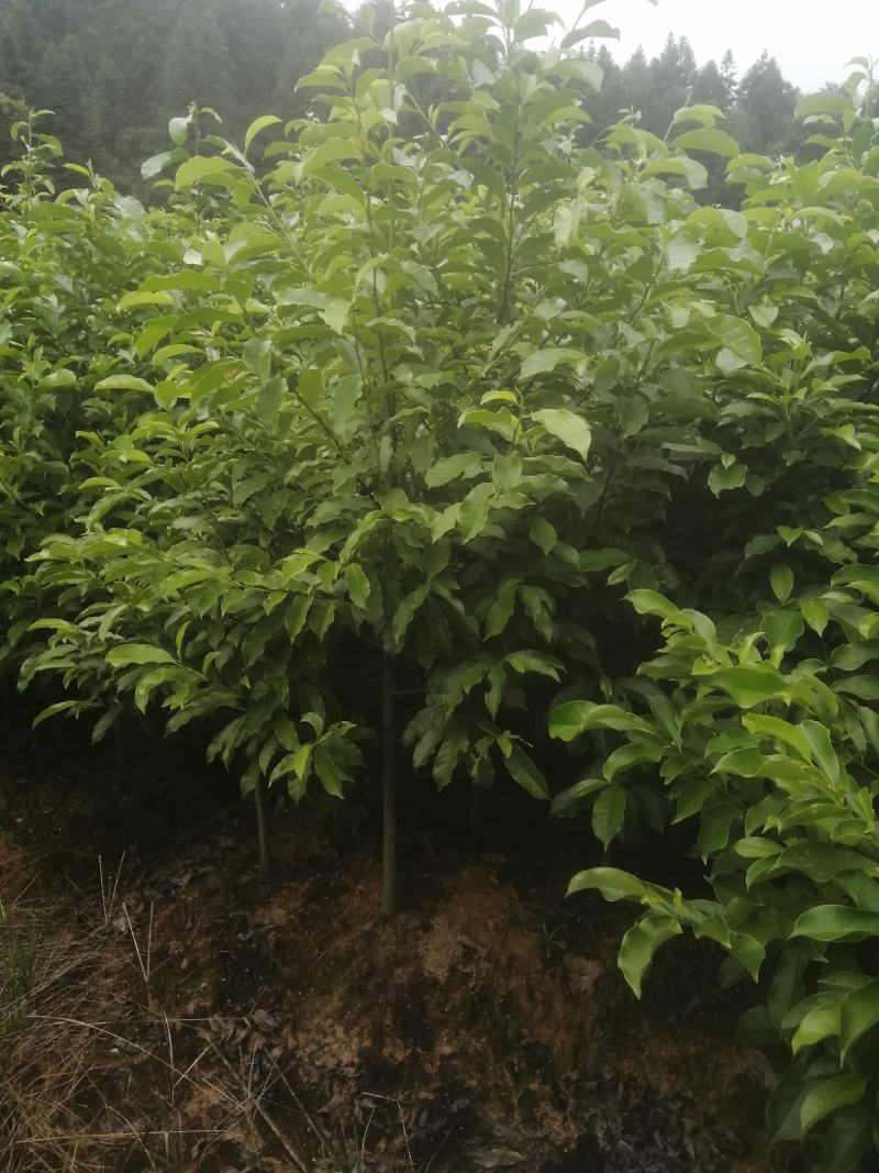 自产自销苗圃直供深山含笑乐昌含笑2-3-4公分黑田土