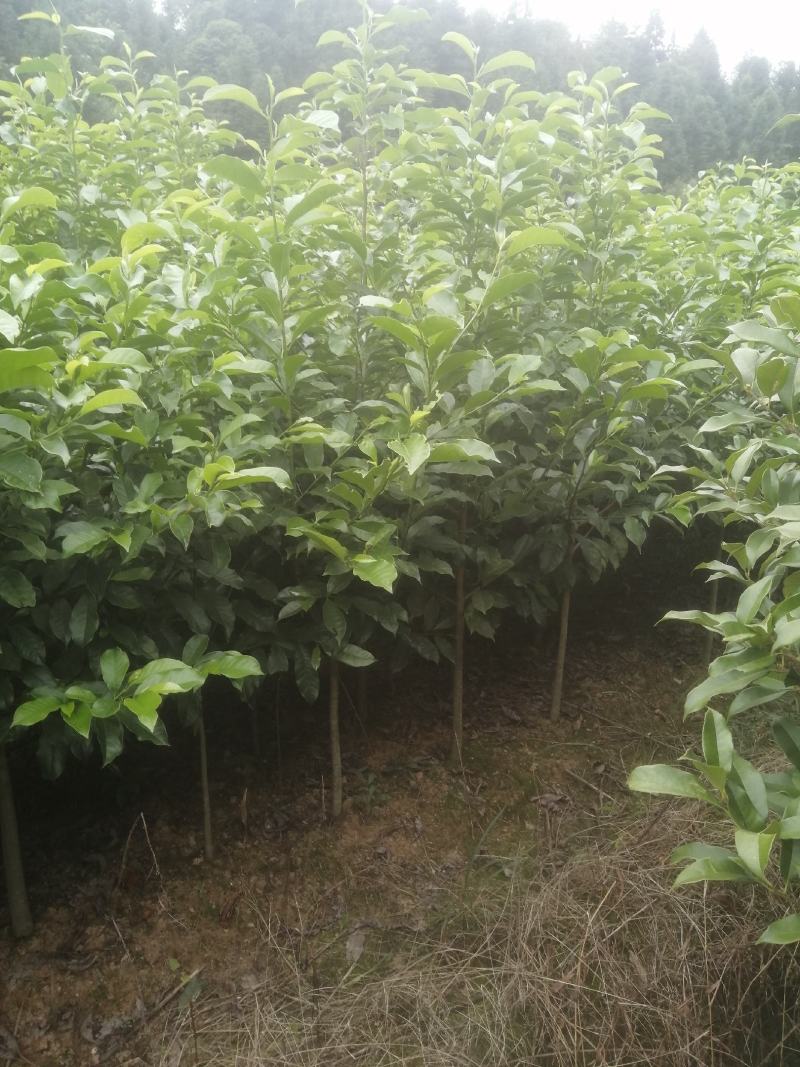 自产自销苗圃直供深山含笑乐昌含笑2-3-4公分黑田土
