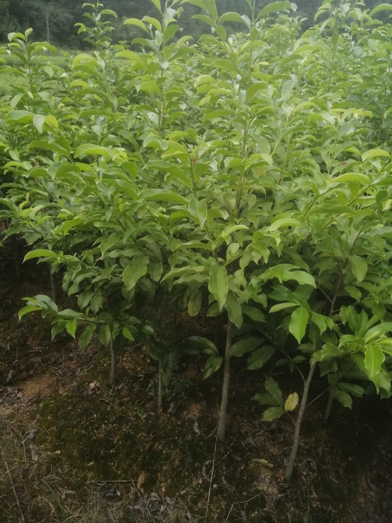 自产自销苗圃直供深山含笑乐昌含笑2-3-4公分黑田土