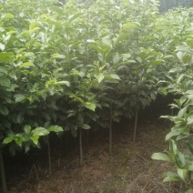 自产自销苗圃直供深山含笑乐昌含笑2-3-4公分黑田土