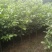 自产自销苗圃直供深山含笑乐昌含笑2-3-4公分黑田土