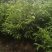 自产自销苗圃直供深山含笑乐昌含笑2-3-4公分黑田土