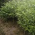 自产自销苗圃直供深山含笑乐昌含笑2-3-4公分黑田土