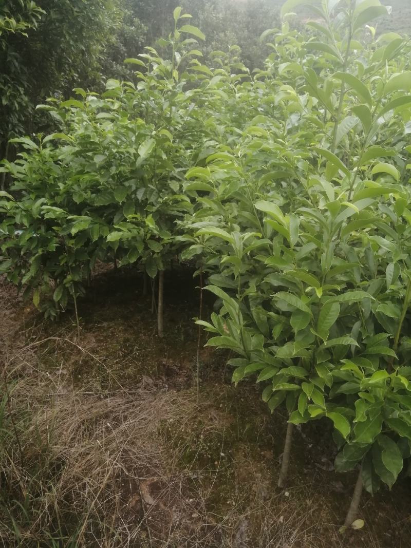 自产自销苗圃直供深山含笑乐昌含笑2-3-4公分黑田土