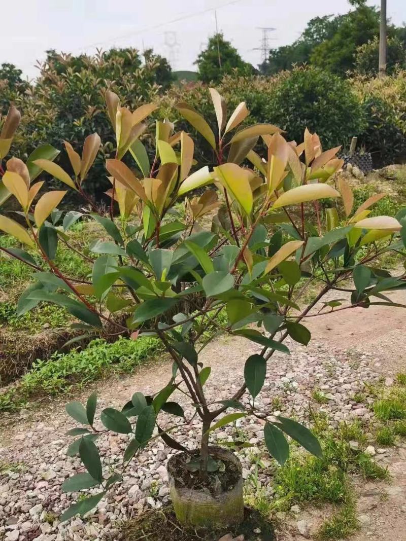 红叶石楠毛球地苗冠幅40-50-60-80-100，小苗