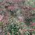 红叶石楠毛球地苗冠幅40-50-60-80-100，小苗