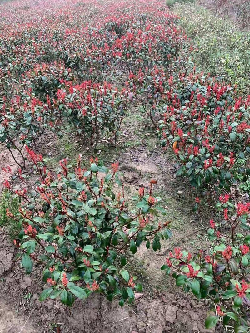 红叶石楠毛球地苗冠幅40-50-60-80-100，小苗