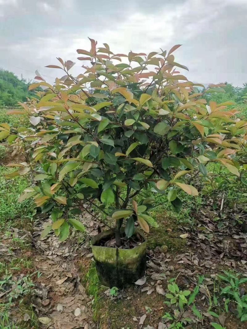 红叶石楠毛球地苗冠幅40-50-60-80-100，小苗